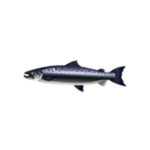 Black Salmon